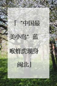 “中国最美小鸟”蓝喉蜂虎现身闽北