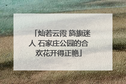 灿若云霞 旖旎迷人 石家庄公园的合欢花开得正艳