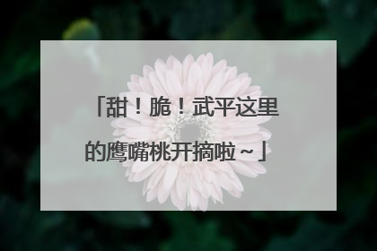 甜！脆！武平这里的鹰嘴桃开摘啦～