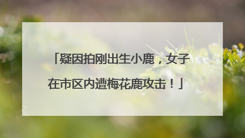 疑因拍刚出生小鹿，女子在市区内遭梅花鹿攻击！