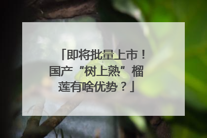 即将批量上市！国产“树上熟”榴莲有啥优势？