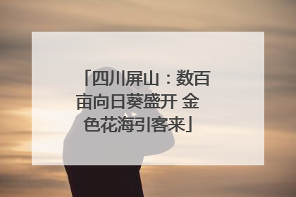 四川屏山：数百亩向日葵盛开 金色花海引客来