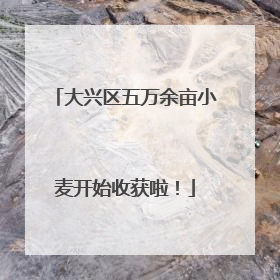 大兴区五万余亩小麦开始收获啦！