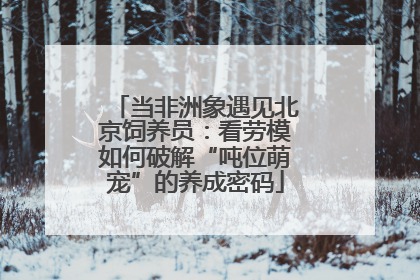 当非洲象遇见北京饲养员：看劳模如何破解“吨位萌宠”的养成密码