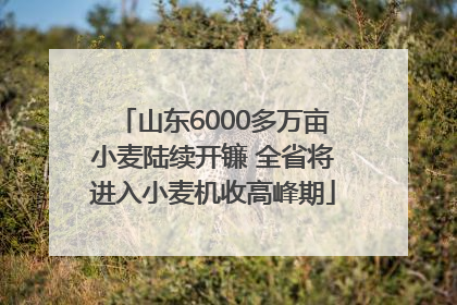山东6000多万亩小麦陆续开镰 全省将进入小麦机收高峰期