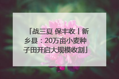战三夏 保丰收丨新乡县：20万亩小麦种子田开启大规模收割