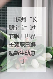 杭州“长腿宝宝”过节啦！世界长颈鹿日邂逅新生幼崽