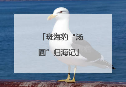 斑海豹“汤圆”归海记