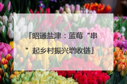 昭通盐津：蓝莓“串”起乡村振兴增收链