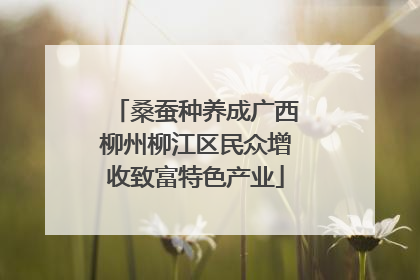 桑蚕种养成广西柳州柳江区民众增收致富特色产业