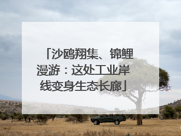 沙鸥翔集、锦鲤漫游：这处工业岸线变身生态长廊