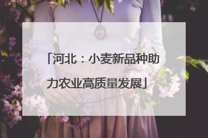 河北：小麦新品种助力农业高质量发展