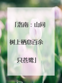 洛南：山间树上栖息百余只苍鹭
