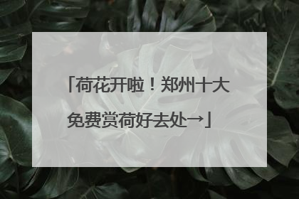 荷花开啦！郑州十大免费赏荷好去处→