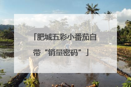肥城五彩小番茄自带“销量密码”