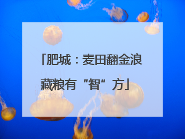 肥城：麦田翻金浪藏粮有“智”方