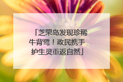 芝罘岛发现珍稀牛背鹭！政民携手护生灵重返自然