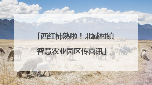 西红柿熟啦！北臧村镇智慧农业园区传喜讯