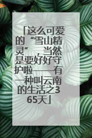 这么可爱的“雪山精灵”，当然是要好好守护啦——有一种叫云南的生活之365天
