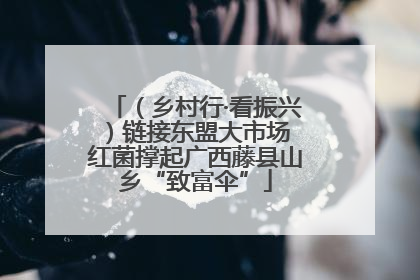 （乡村行·看振兴）链接东盟大市场 红菌撑起广西藤县山乡“致富伞”